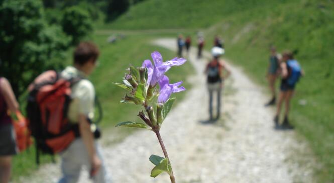 Sortie botanique dans les Bauges image article