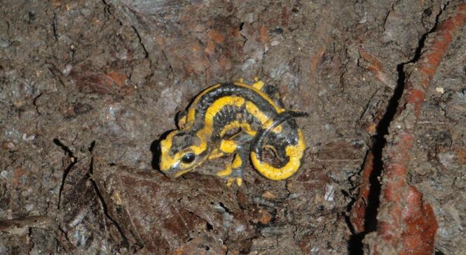 Des salamandres partout ! image article