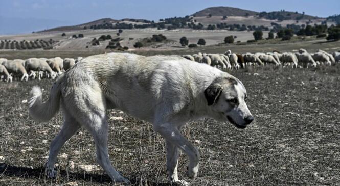 Les comportements à adopter face aux chiens de protection de troupeaux (rando pédestre, trail, VTT...) image article