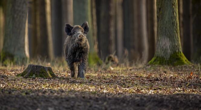 Application utile rando, trail, vtt... pour les jours de chasse (Android / Iphone) image article
