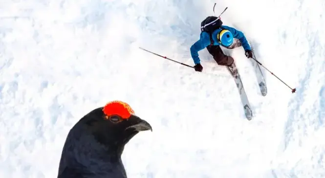 Ciné Nature : "HORS-PISTE" avec le Parc National de la Vanoise / mardi 25 mars image article