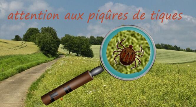 Soirée d'échanges sur la maladie de Lyme image article