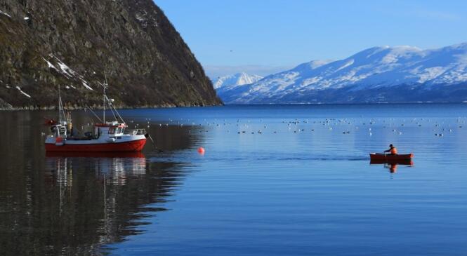 La poudre et la morue : récit de vacances en Norvège image article
