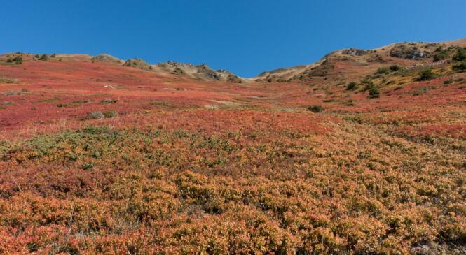 Couleurs d'automne au Quermoz : quand les myrtilliers virent au rouge ! image article