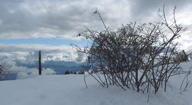 Un avant-goût d'hiver image article