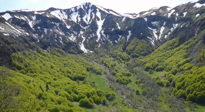 Goûtez l'Auvergne en juillet ! image article