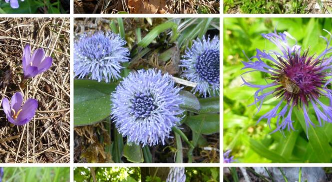 Nous sommes allés "conter fleurette". image article