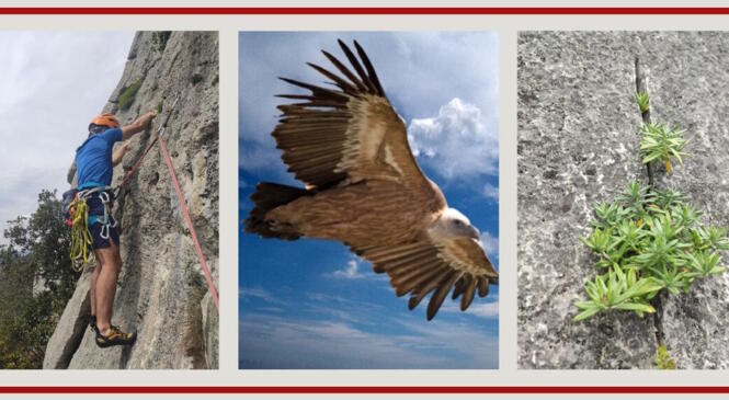 Projet de sciences participatives sur la faune et la flore des falaises image article