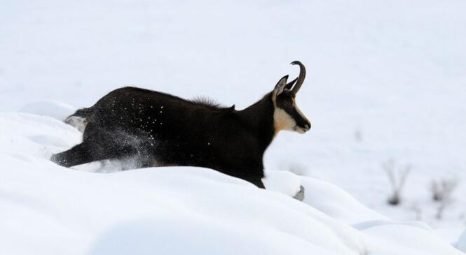 La faune dans le Massif des Bauges image article